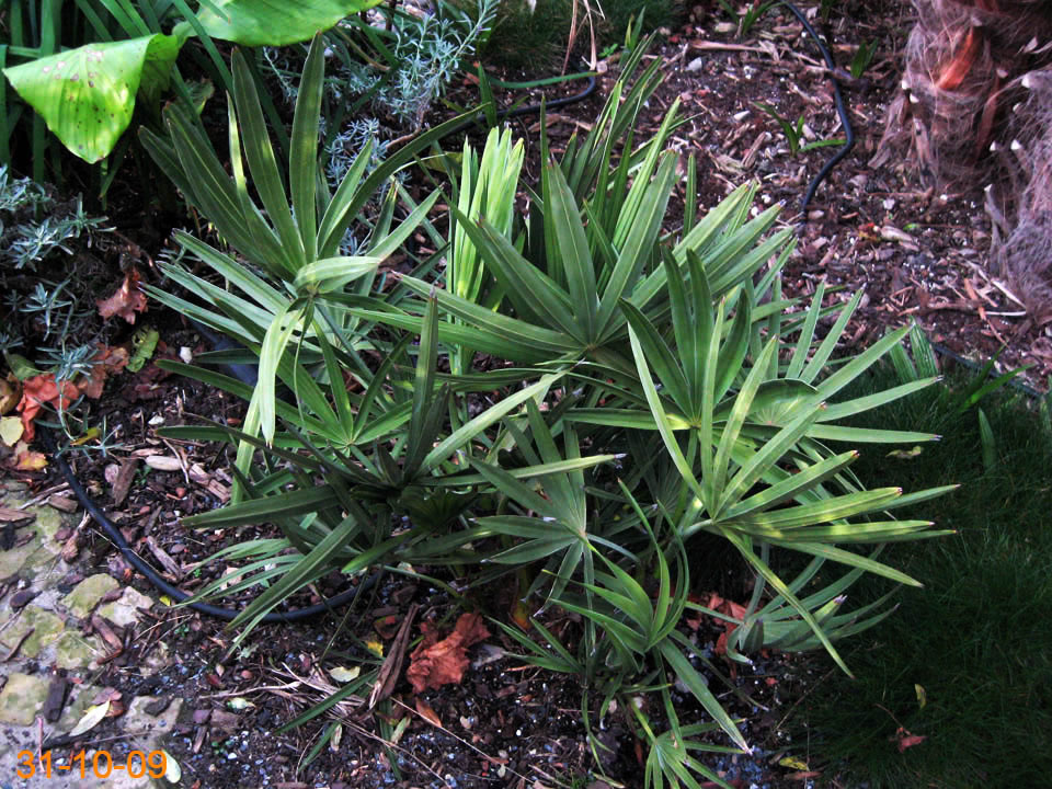 serenoa